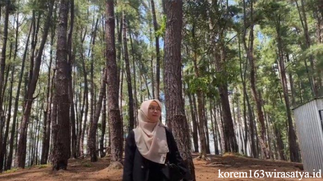 Wisata Alam Hutan Pinus Sorombipi di Kolaka Timur